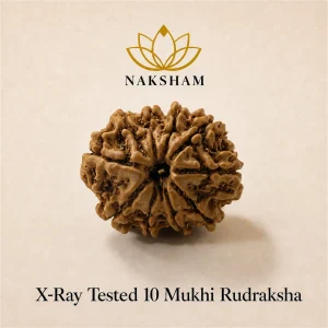 Naksham 10 Mukhi Rudraksha (Nepal)