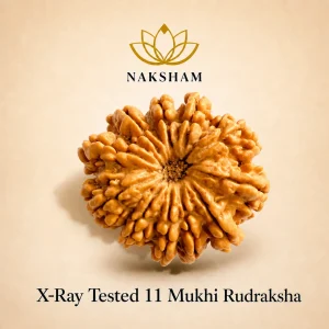 Naksham 11 Mukhi Rudraksha (Nepal)