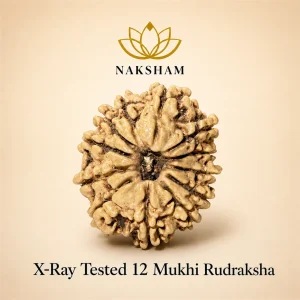 Naksham 12 Mukhi Rudraksha (Nepal)