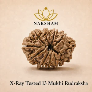 Naksham 13 Mukhi Rudraksha (Nepal)