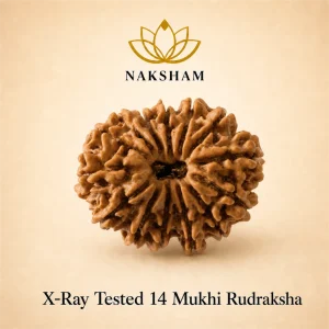 Naksham 14 Mukhi Rudraksha (Nepal)