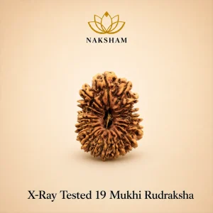 Naksham 19 Mukhi Rudraksha (Nepal)