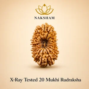 Naksham 20 Mukhi Rudraksha (Nepal)