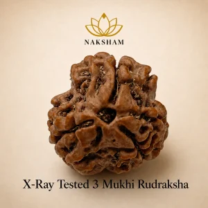 Naksham 3 Mukhi Rudraksha (Nepal)