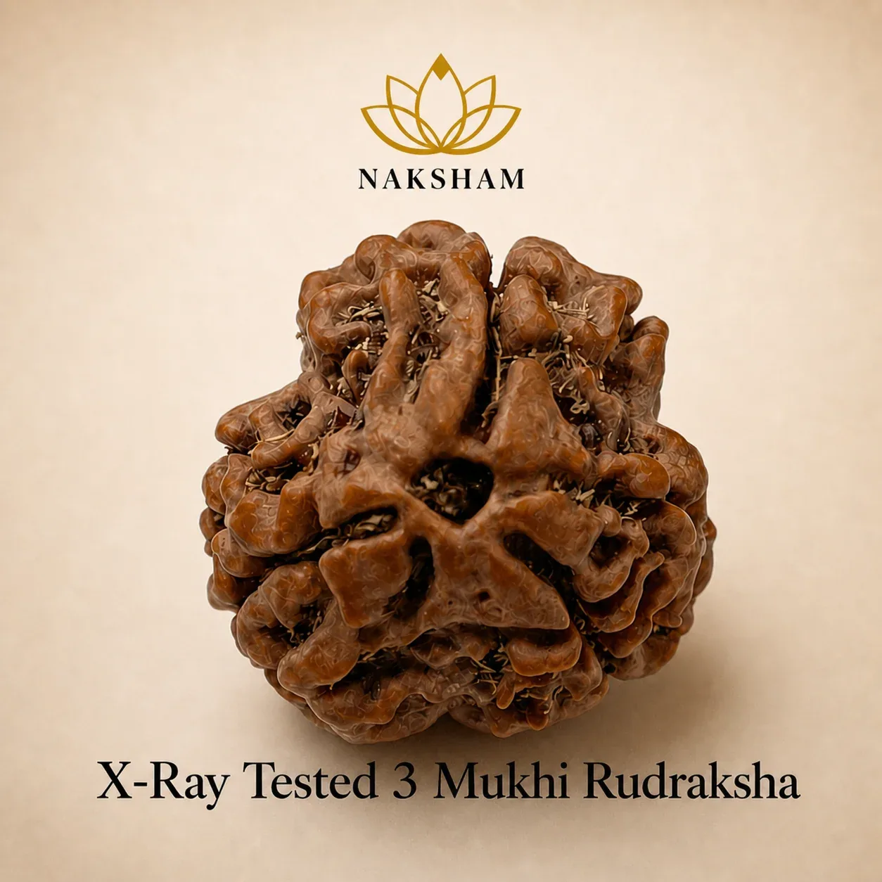 Naksham 3 Mukhi Rudraksha (Nepal)
