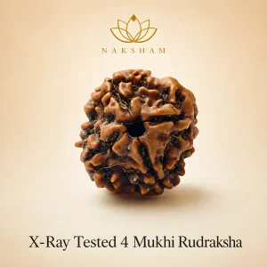 Naksham 4 Mukhi Rudraksha (Nepal)