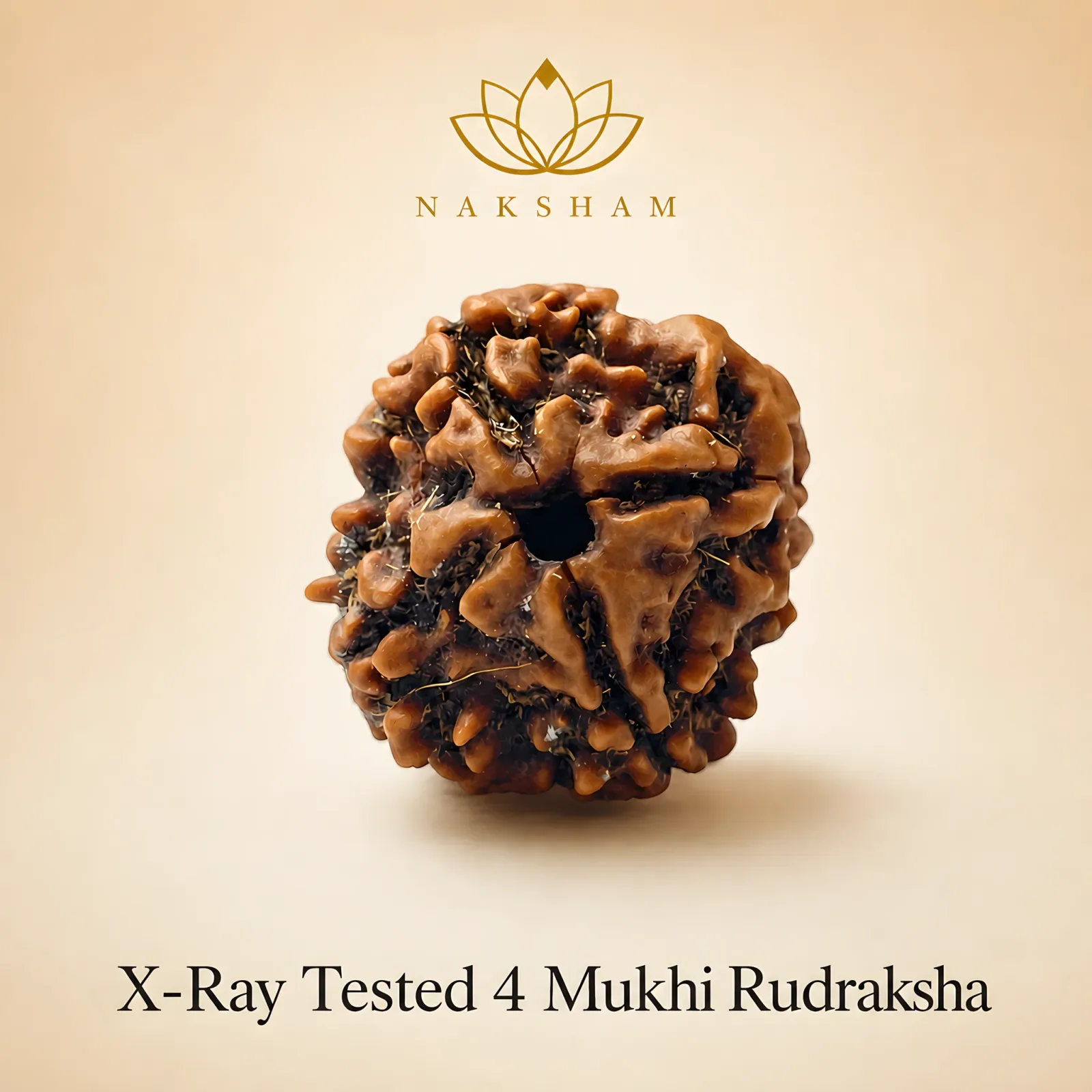 Naksham 4 Mukhi Rudraksha (Nepal)