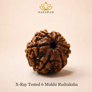 Naksham 6 Mukhi Rudraksha (Nepal)