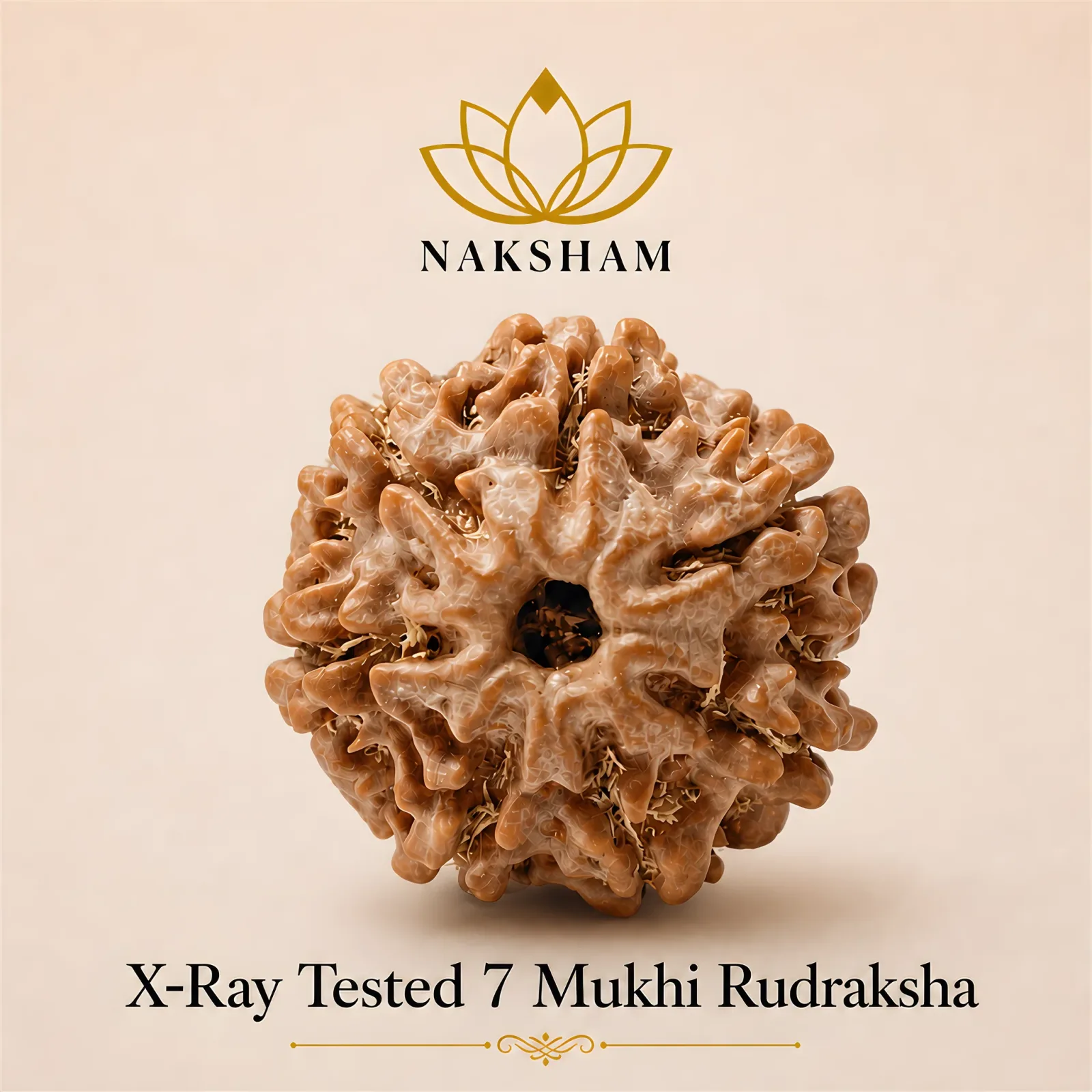 Naksham 7 Mukhi Rudraksha (Nepal)