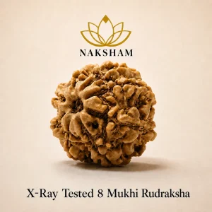 Naksham 8 Mukhi Rudraksha (Nepal)