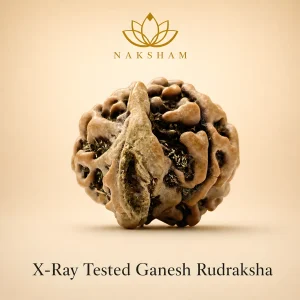 Naksham Ganesh Rudraksha (Nepal)