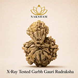 Naksham Garbh Gauri Rudraksha (Nepal)
