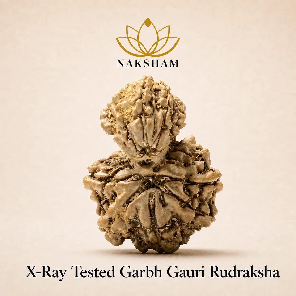 Naksham Garbh Gauri Rudraksha (Nepal)